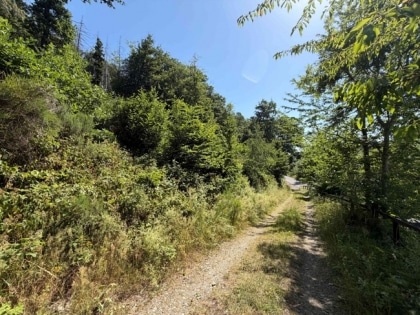 2 sonnige Baugrundst�cke (insgesamt 2070 m�) in exponierter S�dhang-Waldrandlage direkt am Rursee