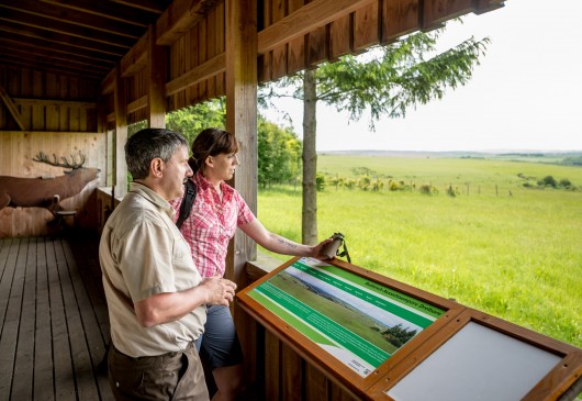 Abendexkursion zur Rothirsch-Aussichtsempore