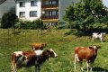 Ferienwohnung Ravelblick
