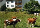 Ferienwohnung Sonnenblume  auf dem Schmiedshof