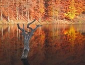 Goldener Oktober am Wascheider Stausee mit dem toten Baum, dem Wahrzeichen des Sees.
