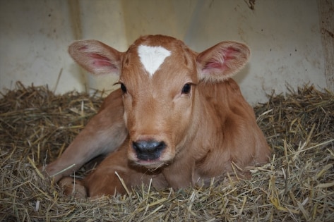 Haus Bianca in Bettenfeld