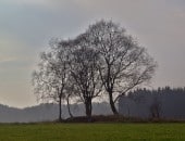 Herbstliche Baumgruppe im Naturschutzgebiet "Kallbenden" in Simmerath.