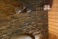 Holzh�user Max & Moritz und Lehrer L�mpel