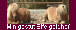 Minigestüt Eifelgoldhof