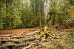 Ranger-Themenführung "Buntes Laub, kühle Luft - der Herbst ist da"