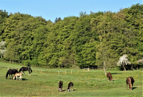 Reiterhof / ehem. Bauernhof in Alleinlage mit insgesamt 11,3 ha Eigenland in der Vulkaneifel