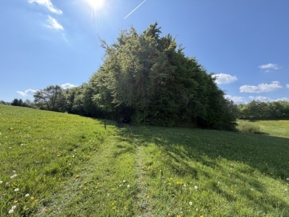Ruhig gelegene Weide- und Wiesenfl�che (3.280 m�) zur Pferdehaltung oder landwirtschaftlichen Nutzung
