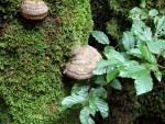 Spurensuche im Nationalpark: Thementour mit Ranger