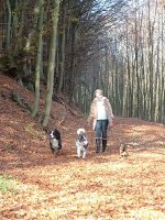 Wandern mit Hund durch die Eifel